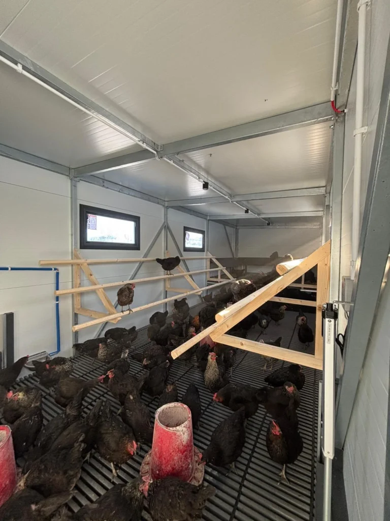 Duża hodowla kur z kurniku mobilnym XXL od Tiny House Design