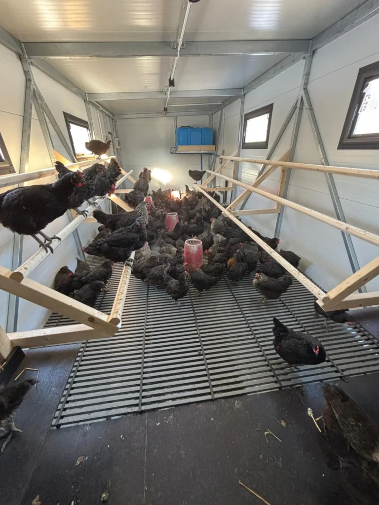 Hodowla kur w kurniku mobilnym XXL od Tiny House Design